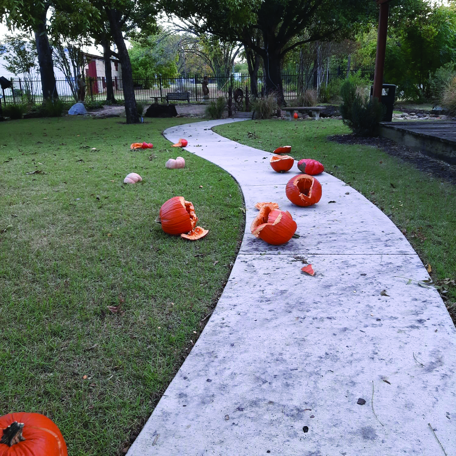 pumpkins